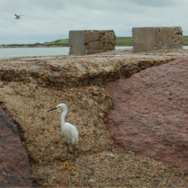 A white crane alone on a jetty watching another fly away. Perhaps poor communication?