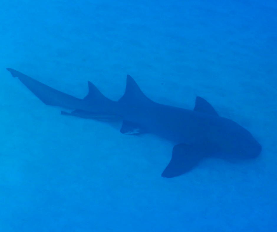 Swimming with Sharks