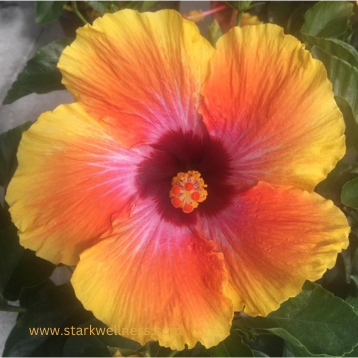 A fiery hibiscus representing summer's offer of abundance and massive growth in nature and in our hearts and souls. --www.starkwellness.com